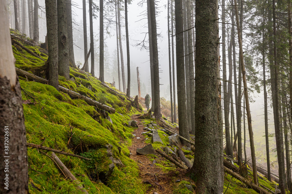 Obraz premium Hike in the forest
