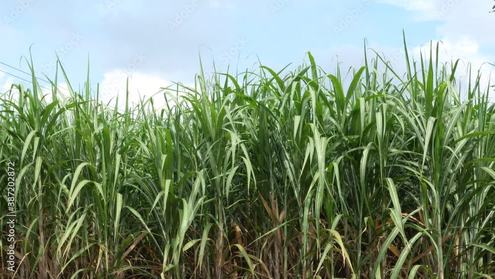 Fields of sugar cane with beautiful sky, sugar cane with organic agriculture. Fields of sugar cane with beautiful sky, sugar cane with organic agriculture.