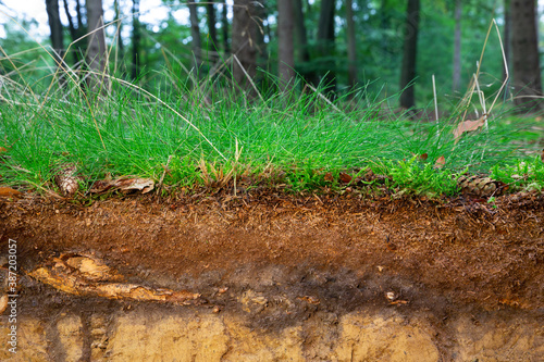 Organic layer and topsoil of a Vertisol in a spruce forest photo
