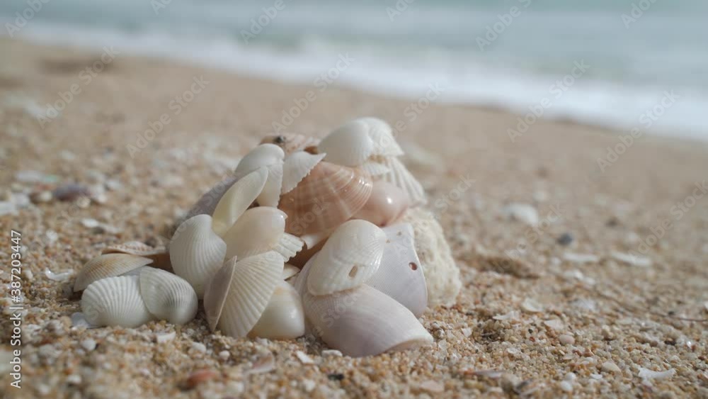 Seashell at the beach in sunset copy area Phuket, Thailand Seashell at the beach in sunset copy area Phuket, Thailand