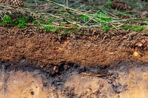 Fototapeta Naklejka Na Ścianę i Meble -  Organic layer and topsoil of a Luvisol in a spruce forest