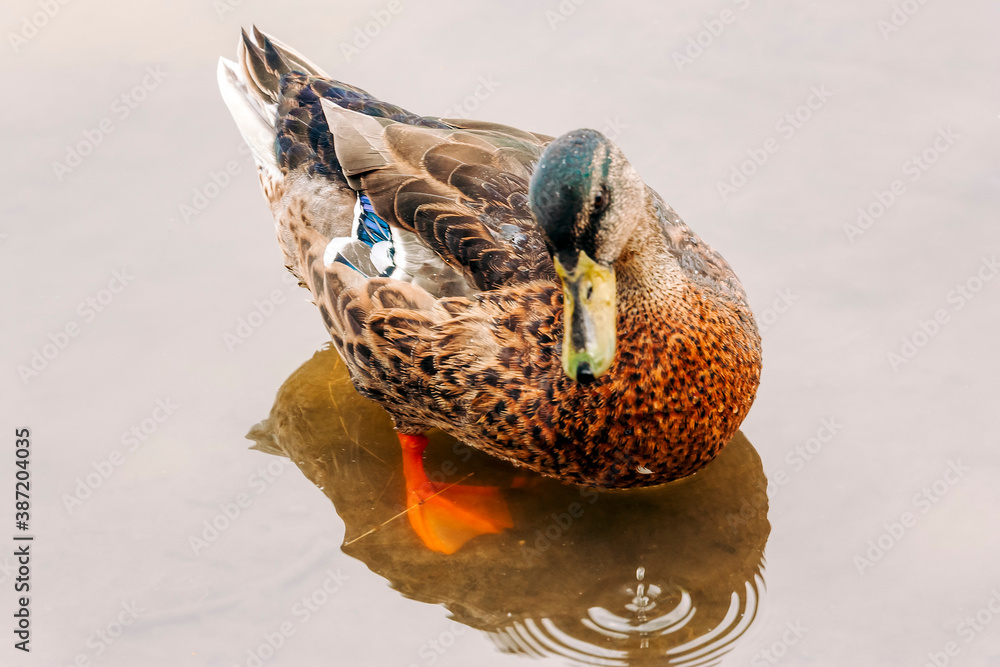 Mallard duck in water Stock Photo | Adobe Stock