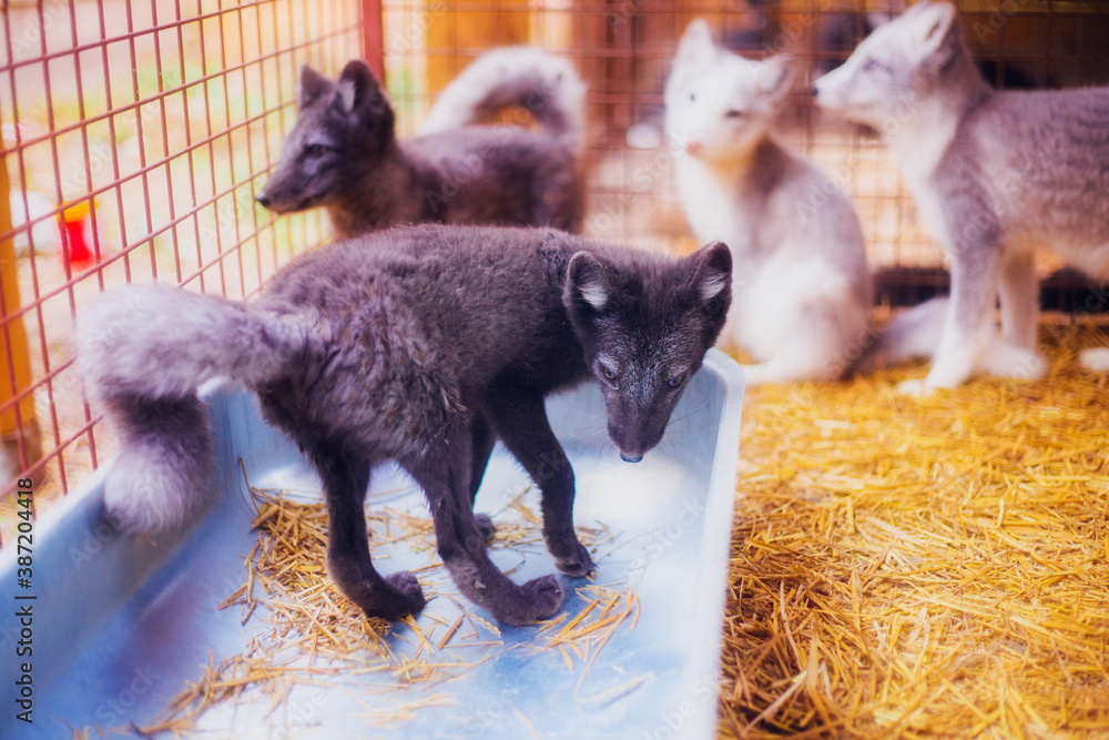 Fototapeta premium Little cute three-month-old Arctic foxes rescued from the fur production in a shelter