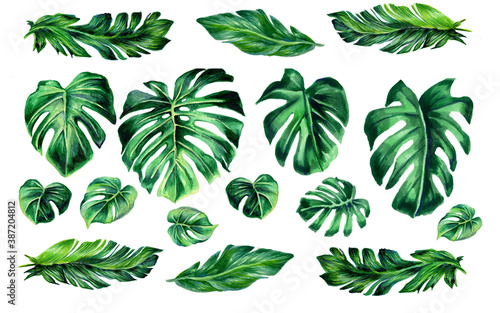 Set of tropical leaves. Jungle botanical watercolor illustrations  floral elements. Collection of monstera leaves  banana isolated on a white background. Beautiful illustration for textiles.