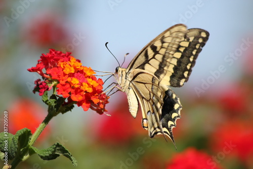Papillon © BERNARD