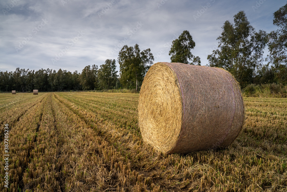 Round bales harvesting in golden field landscape, south Sardinia
