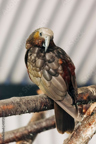 Kaka perching on tree photo