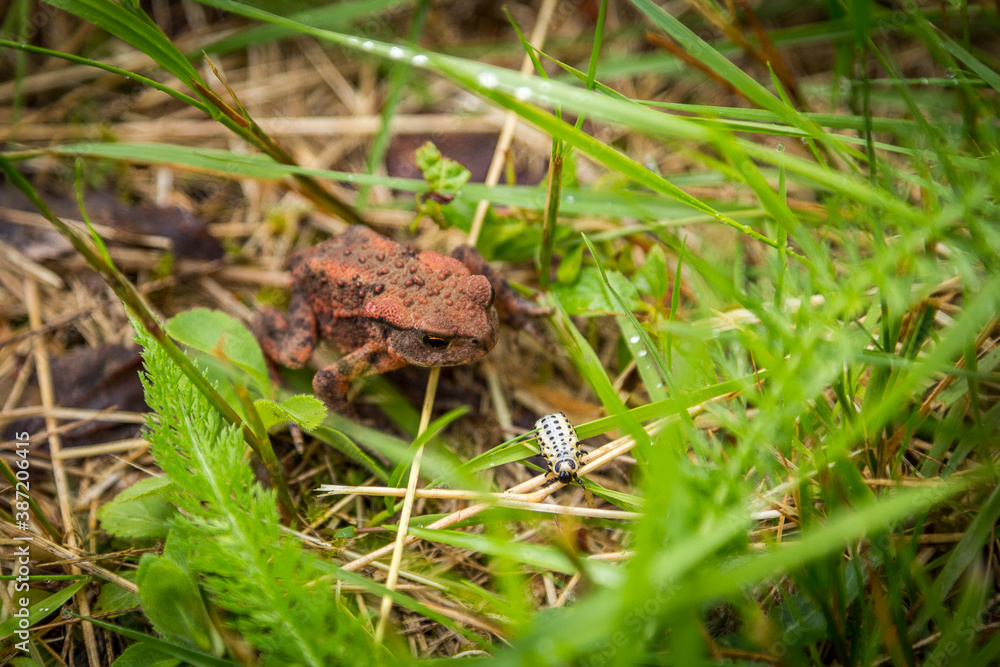 Obraz premium Junge Erdkröte, Bufo bufo