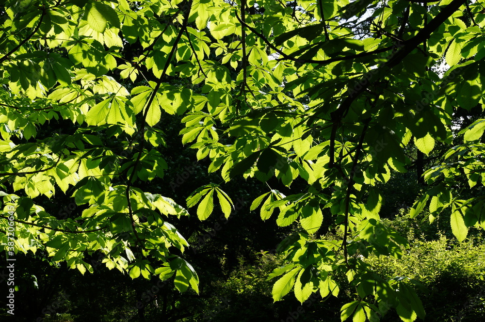 Obraz premium A close-up of the green leaves of a horse chestnut (or Aesculus hippocastanum). sunny day