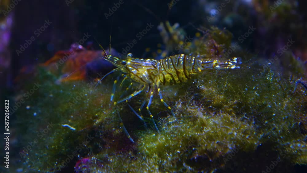 Close up of a shrimp on a rock with seaweed Close up of a shrimp on a rock with seaweed