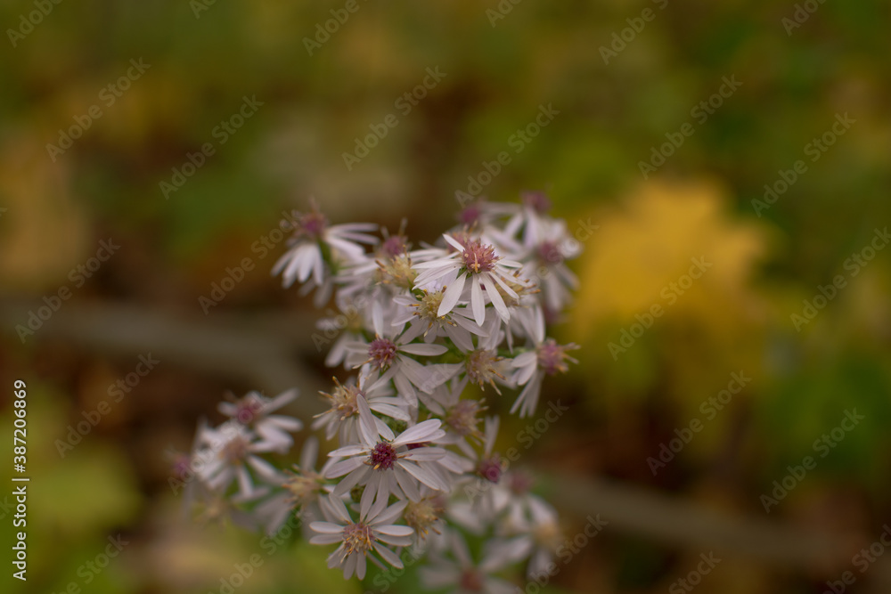 Great Masterwort Flower | Herbaceous Perennial Great Masterwort Flower | Herbaceous Perennial