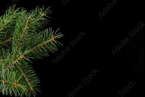 green fir branch isolated on black background, Christmas fir close-up. copy space