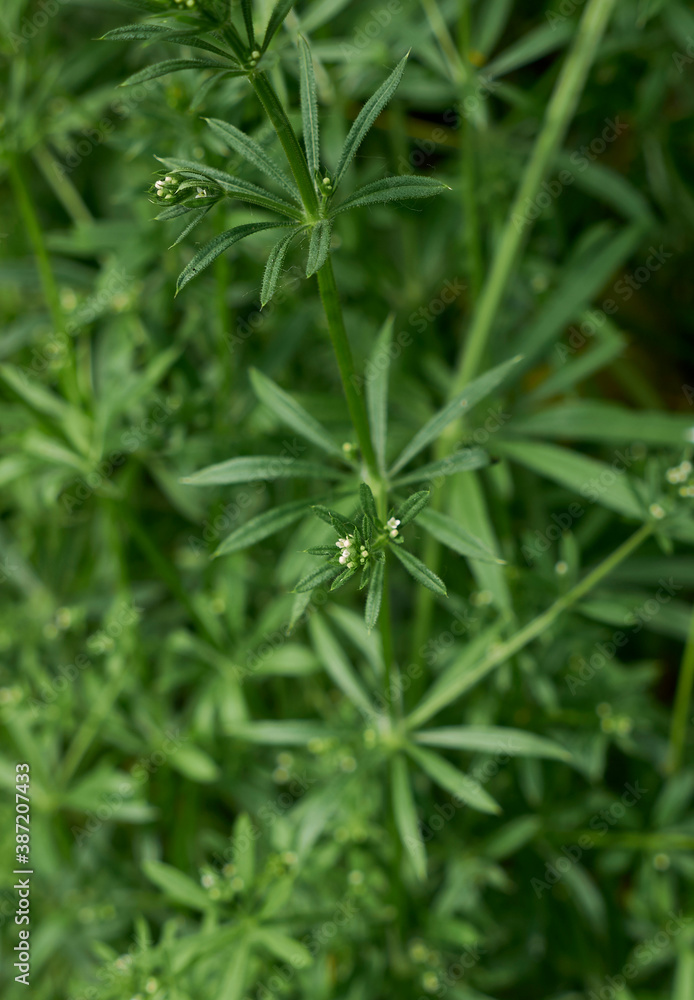 Galium aparine Galium aparine
