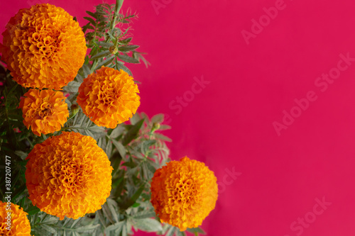 Flores naturales de cempasúchil en fondo color rosa mexicano