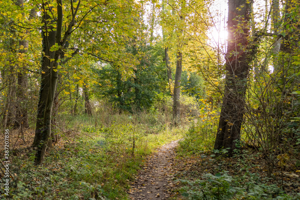 A narrow footpath (walking way) in a densely overgrown deciduous forest in autumn, leaves lying on the forest floor and in the grass, autumn wallpaper