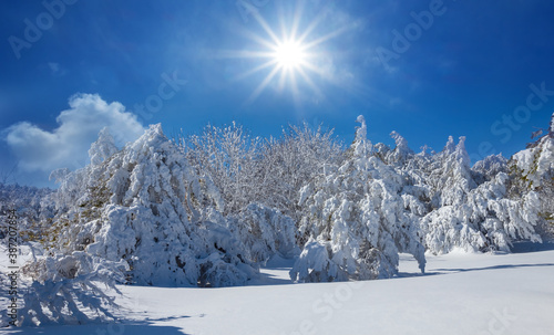 winter pine forest in a snow under a sparkle sun, winter natural background © Yuriy Kulik