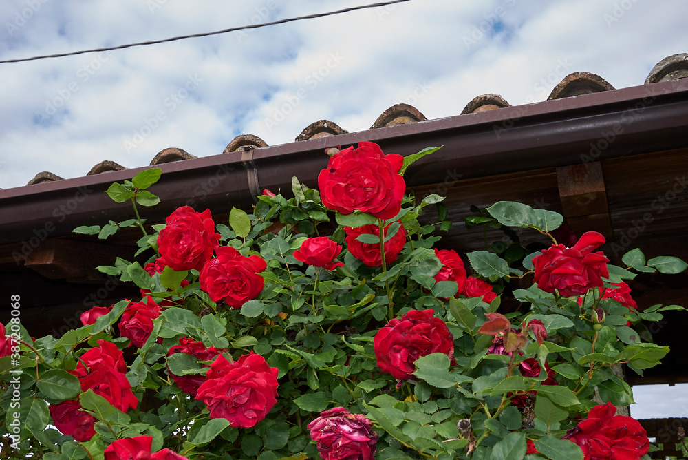 Obraz premium Climbing roses in bloom