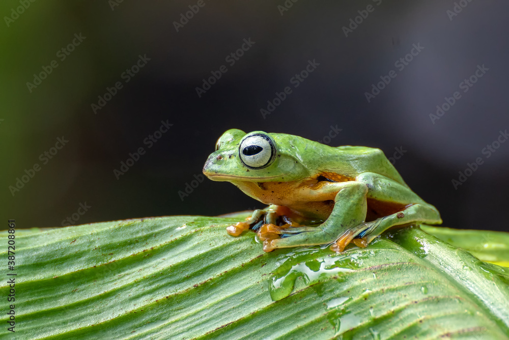 Fototapeta premium Green tree flying frog perched on banana tree
