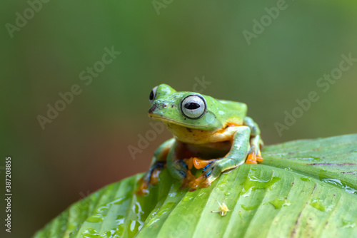 Green tree flying frog perched on banana tree