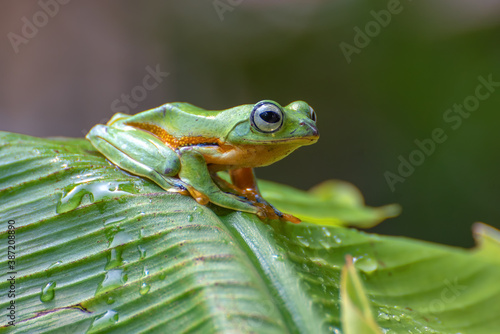 Green tree flying frog perched on banana tree