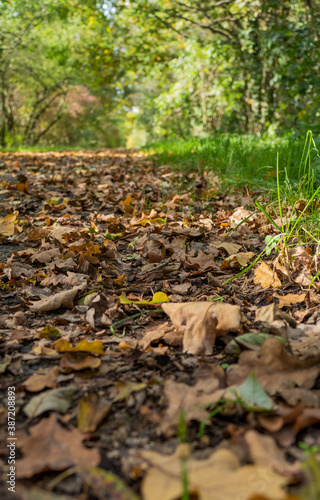 Close-up of fallen leaves at a roadside, brown and orange autumn leaves on a walking path