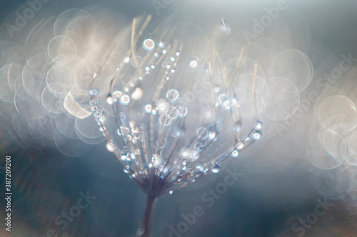 Morning dew on the rests of an umbelliferous photo