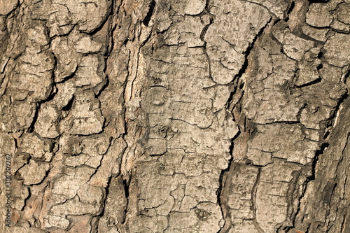 close-up of tree bark texture in natural light