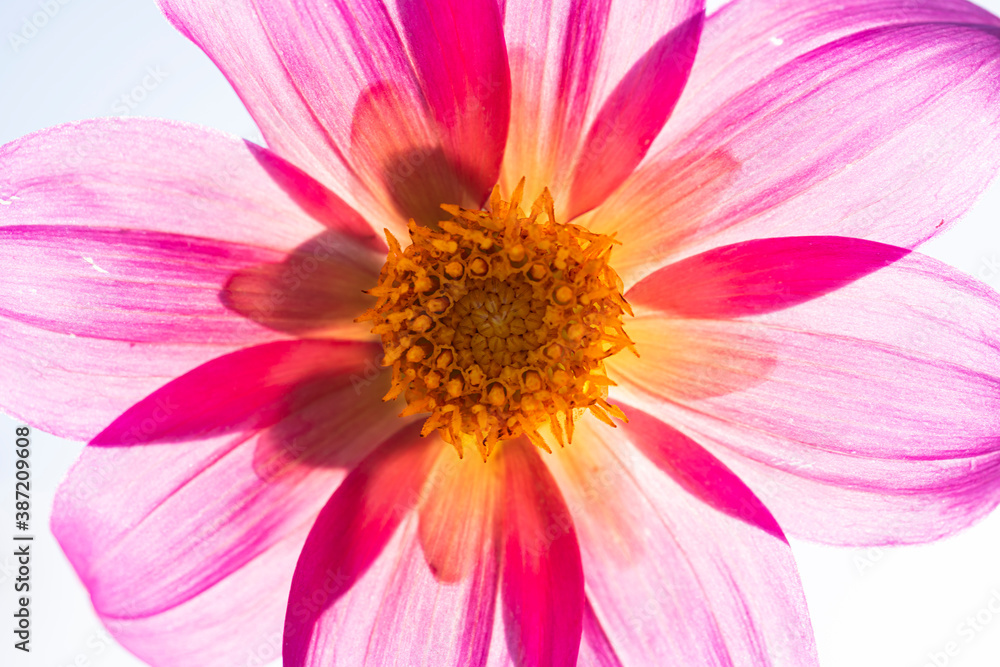Closeup of a beautiful flower in summer