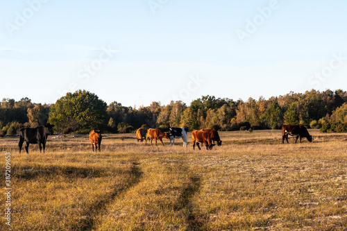Cattle in a fall colored grassland