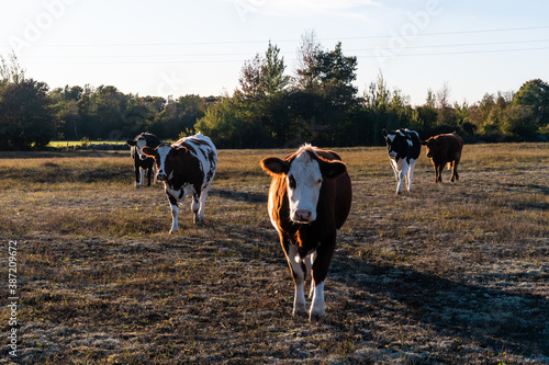 Cattle on the go in a dry grassland