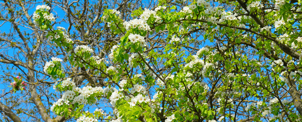 Fototapeta premium Wild pear tree flowers in front of sky. Wide photo.