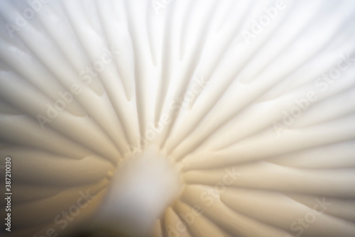 Porcelain Fungus,  Oudemansiella mucida - a very nice mushroom