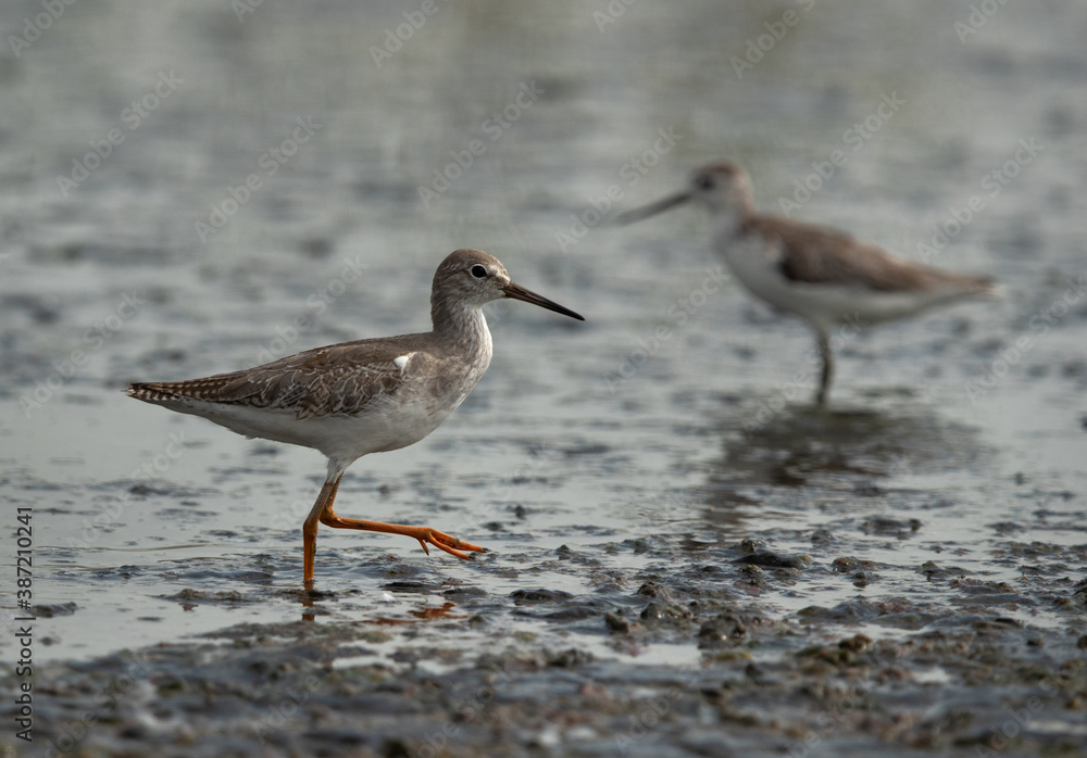 Redshank at Asker marsh, Bahrain Redshank at Asker marsh, Bahrain