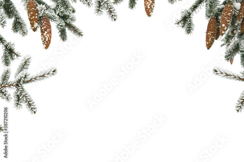 Frame of twigs of christmas tree ( spruce ) with cones covered hoarfrost and in snow on a white background with space for text