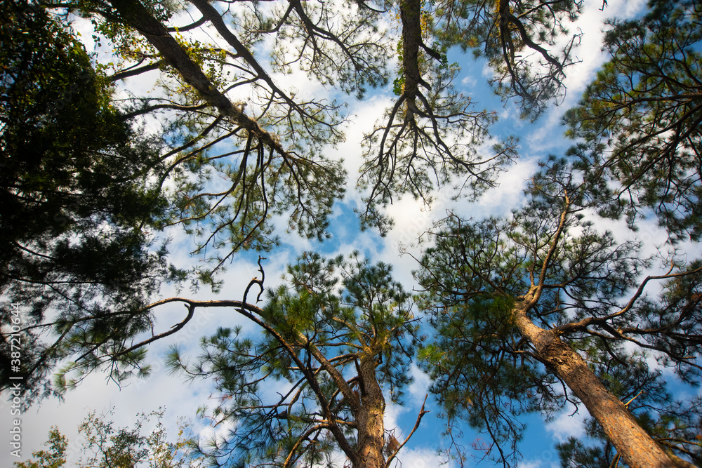 Tree Canopy Tree Canopy