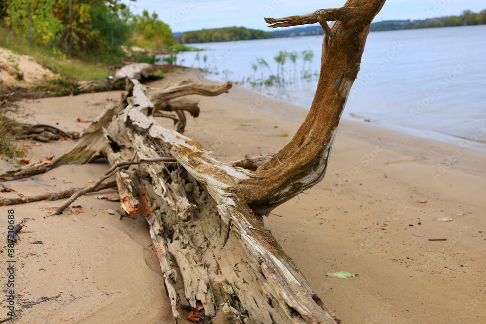 tree in the sand