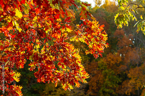 An autumn concept featuring image of a maple tree branch with vibrant colored leaves. In the background there is a forest with red, orange green trees. Sunlight reveals the fall colors in harmony.