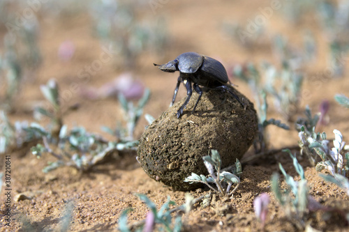 Dung beetle coleoptera rolling and recycling a dung ball