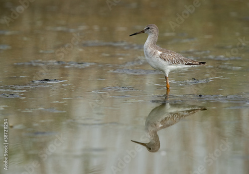 Redshank at Asker marsh with reflection on water, Bahrain
