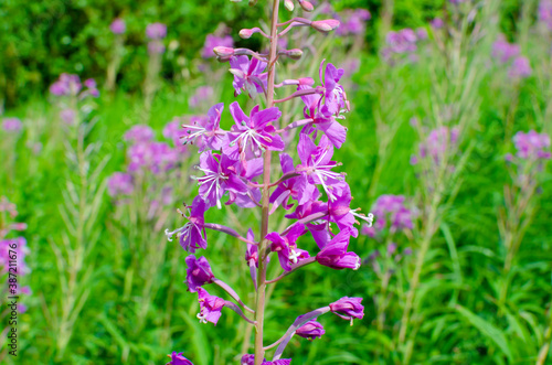 wildflowers on a background of green grass