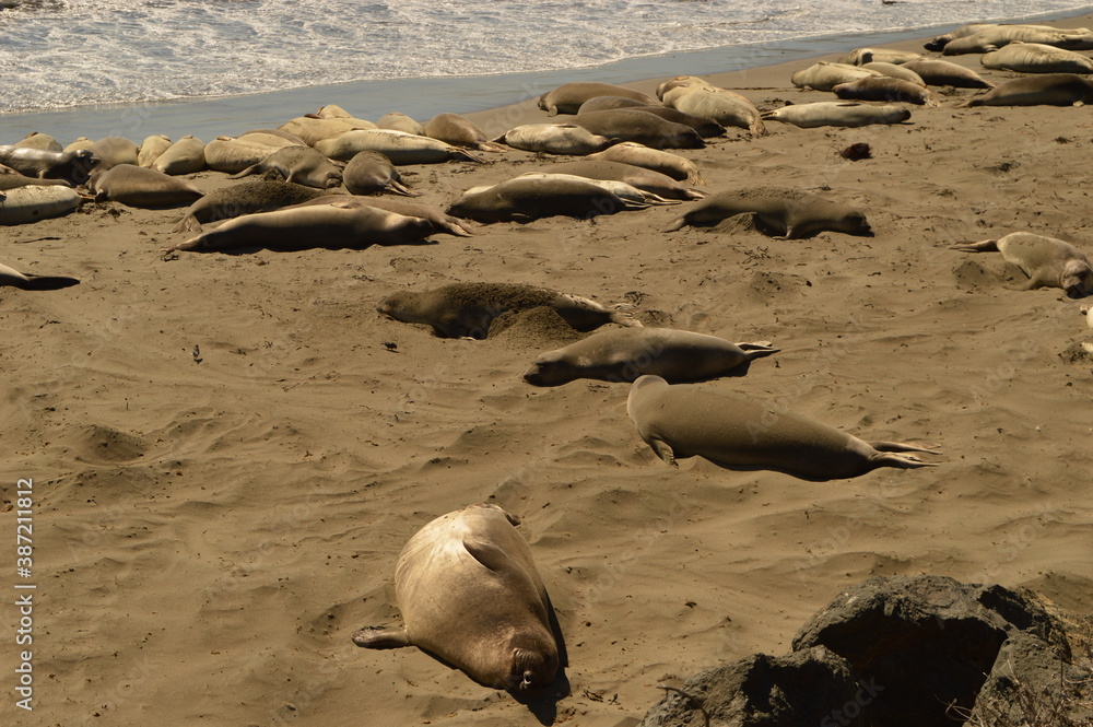 Fototapeta premium Road tripping and camping along Big Sur and the stunning coastal road Highway 1 in California, USA