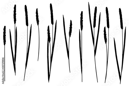 Reeds  silhouettes set on white background