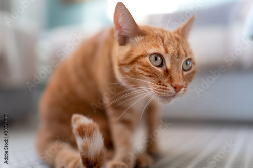 Primer plano. Gato atigrado de color marron con ojos verdes sentado sobre la alfombra