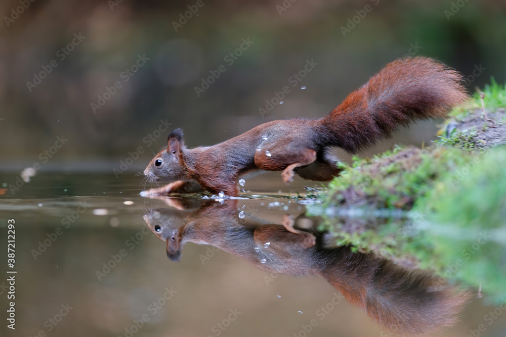 Obraz premium Eurasian red squirrel (Sciurus vulgaris) searching for food in autumn in a pool in the forest of Drunen, Noord Brabant in the Netherlands.