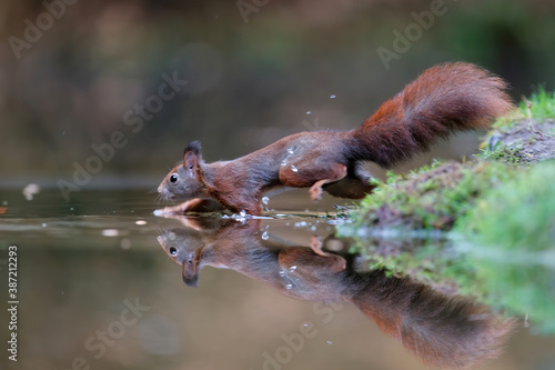 Eurasian red squirrel (Sciurus vulgaris) searching for food in autumn in a pool in the forest of Drunen, Noord Brabant in the Netherlands.