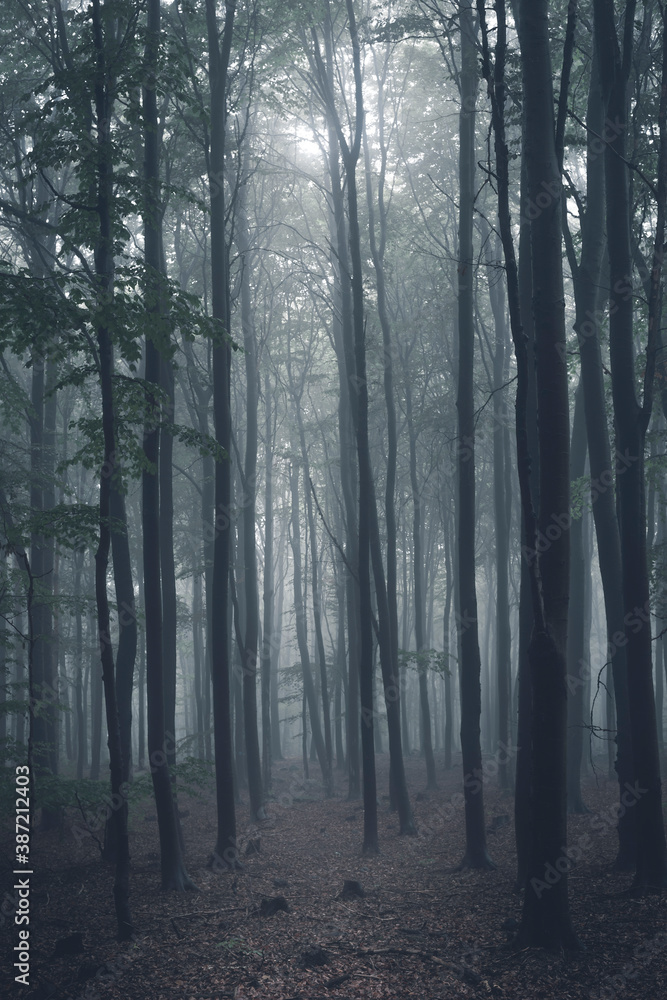 Fototapeta premium The forest in the fog