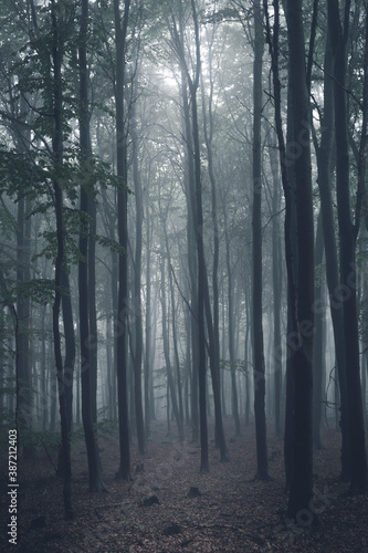 The forest in the fog