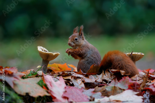 Принти на полотні Eurasian red squirrel (Sciurus vulgaris) searching for food between the mushrooms in autumn  in the forest of Drunen, Noord Brabant in the Netherlands