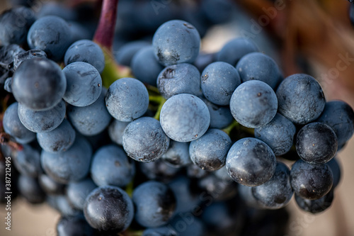 Vino, viña, uva, vid, vendimia, otoño, estación, recogida, fruto, tinto, claro, mosto. photo