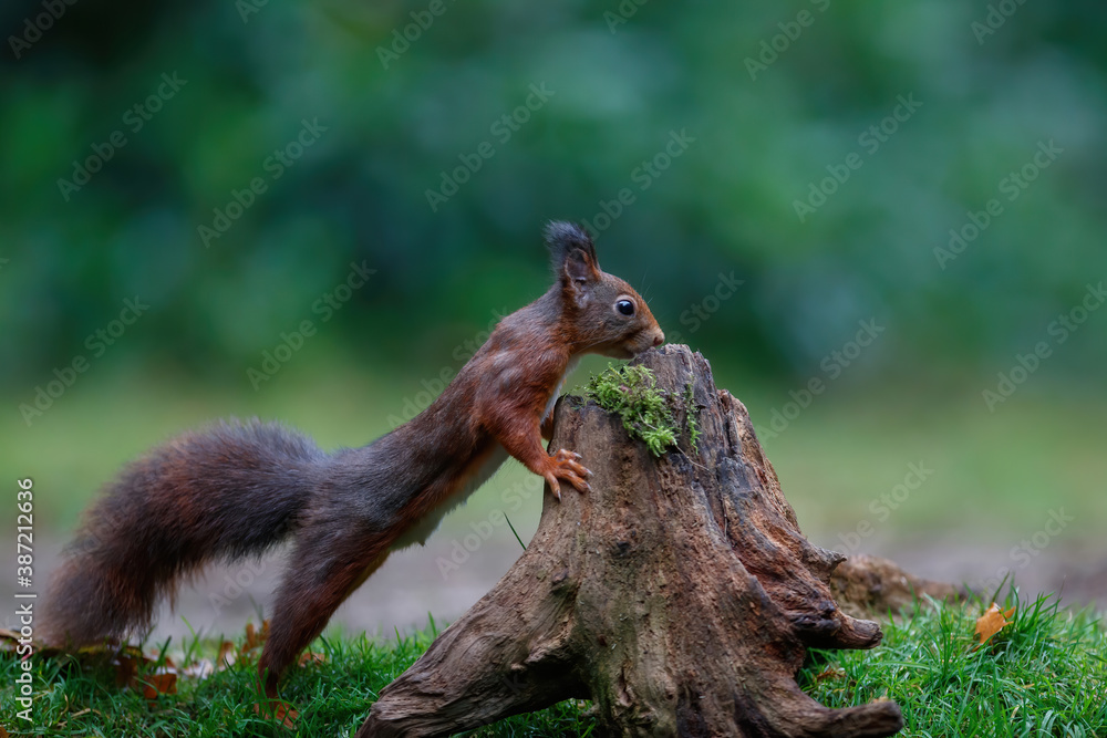 Eurasian red squirrel (Sciurus vulgaris) searching for food in autumn in the forest of Drunen, Noord Brabant in the Netherlands. Eurasian red squirrel (Sciurus vulgaris) searching for food in autumn in the forest of Drunen, Noord Brabant in the Netherlands.